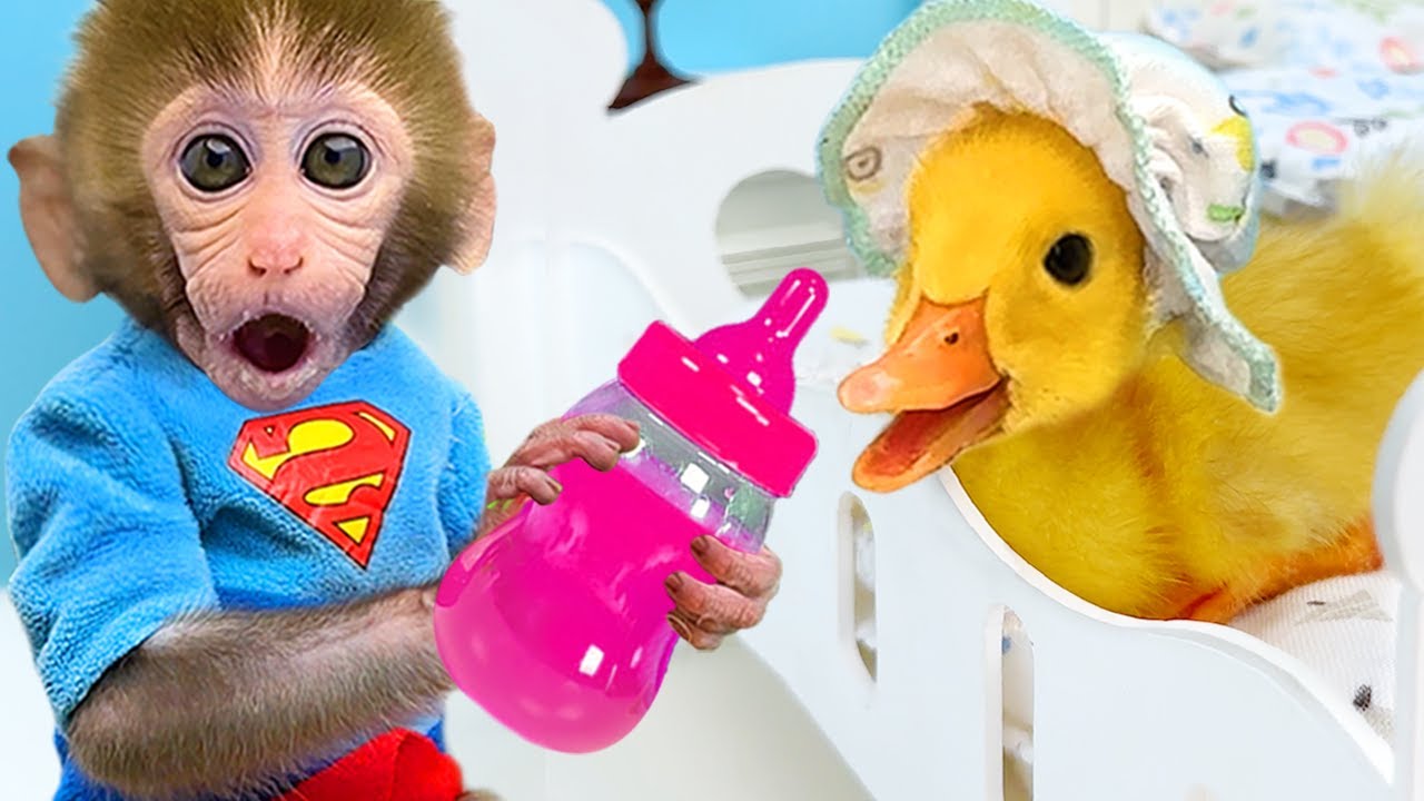 Monkey Baby Bon Bon takes the duckling to toilet and eats watermelon with the puppy so yummy img